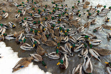 a large number of wild ducks floating on the river in winter