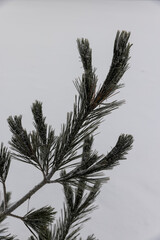 long pine needles of spruce in the winter season
