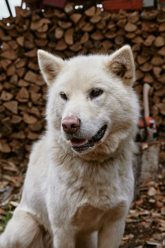 a sleddog in front of logs and an axe