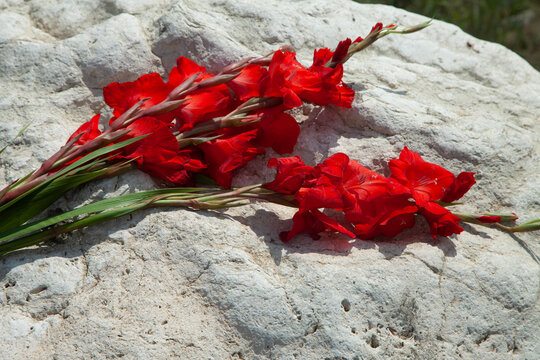 red flower on the white stone