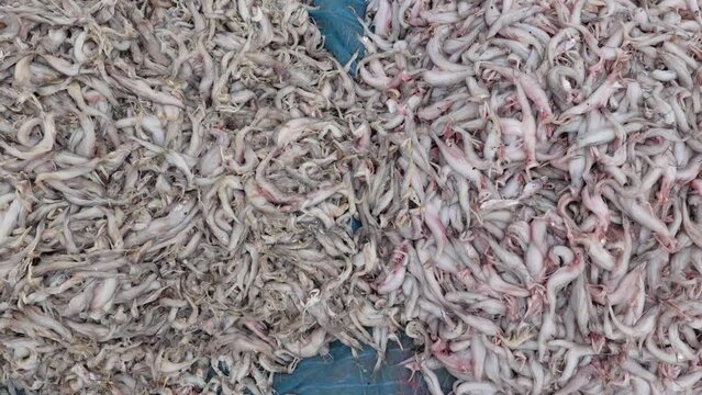 Raw Harpadon nehereus fish commonly named Bombay duck Fresh and rotten fishes are stacked separately at Sundarbans.
