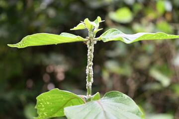 View of a Mealybug infected a wild Mussaenda plant stem with a feeding weaver ant