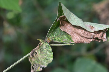 A striped lynx spider is resting on the stem of a tropical kudzu leaf