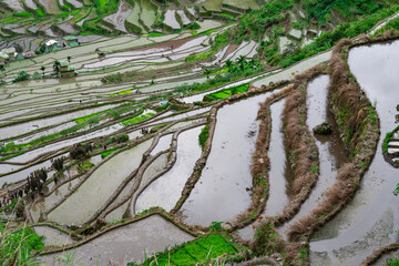 Rice terraces in the Far East. Rice cultivation using traditional methods for 2000 years.