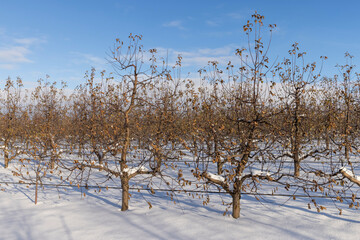 Fototapeta na wymiar old foliage on apple trees in the orchard during frosts in winter