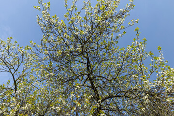 spring garden with cherry blossoms in sunny weather