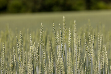 beautiful green unripe rye cereals in the summer