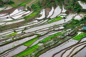 Rice terraces in the Far East. Rice cultivation using traditional methods for 2000 years.