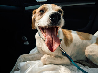 Thirsty dog in the car.