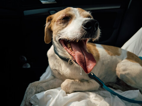 The dog yawns in the car