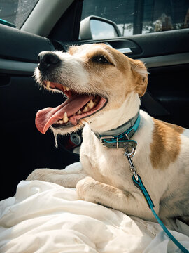The dog feels hot in the car