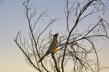 A singing red wattlebird (Anthochaera carunculata), an Australian honeyeater, in the branches of a leafless bush at sunset 

