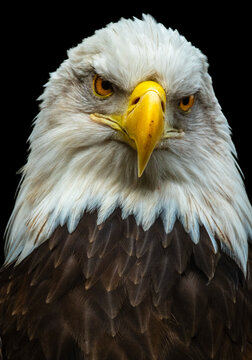 North American Bald Eagle 