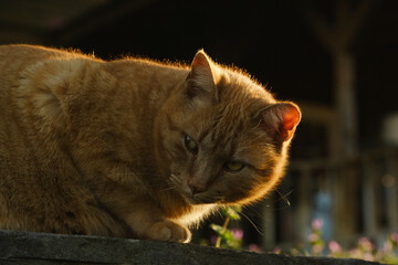 Orange cat outdoors closeup for outside pet concept.