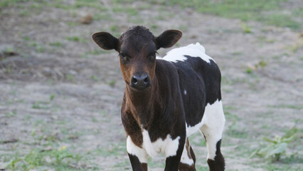 Black and white calf cow on farm closeup for crossbred hybrid vigor concept in agriculture beef industry. - 753885545