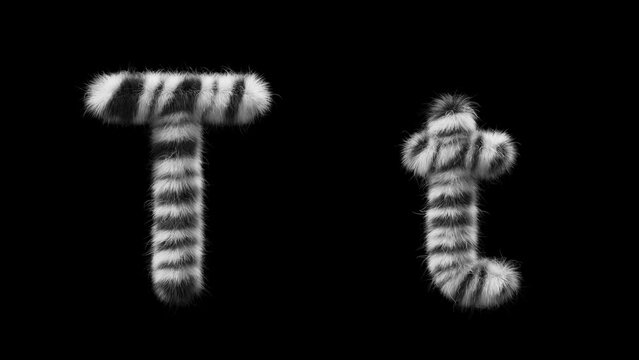 3D animation of a uppercase and lowercase woolen letter T. Wool in the style of the Zebra animal. The file contains an Alpha Channel. ProRes4 RGBA