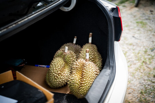 Durian fruit in the trunk of a car in Pattani, Thailand