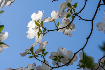 White flowering dogwood blossoms