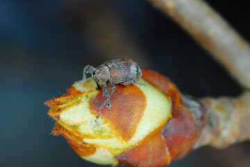 Pear weevil or pear blossom weevil (Anthonomus piri). A pest of pear trees that destroys buds. A beetle that bites into the flower bud of pear trees.