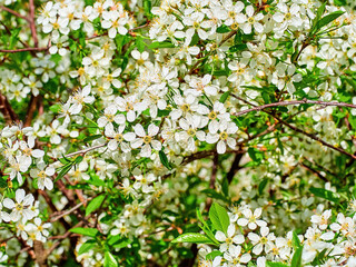 soft-focus. white Prunus mahaleb, mahaleb cherry, St Lucie cherry close-up in a green garden on a beautiful sunny spring day. background for designers, artists, computer desktop