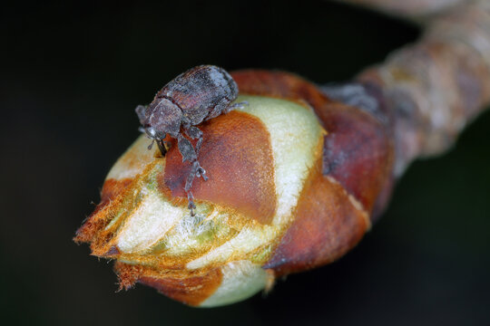 Pear weevil or pear blossom weevil (Anthonomus piri). A pest of pear trees that destroys buds. A beetle that bites into the flower bud of pear trees.