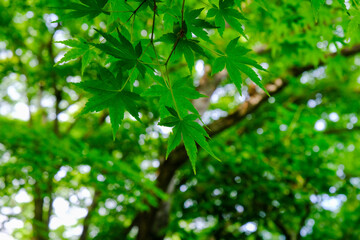 Fototapeta na wymiar 日本楓の美しい若葉