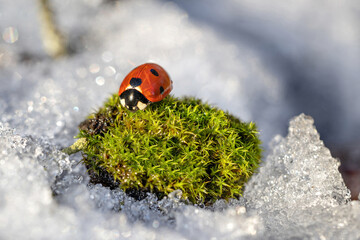 Ladybug on green moss in melting snow.