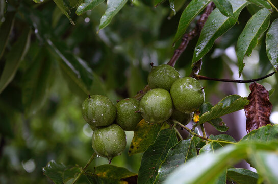Closeup growing and brewing walnuts on a walnut tree in the village