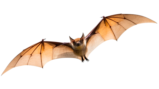 Flying bat isolated on a transaprent background.

