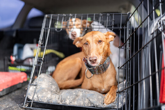 Dogs in a transport cage in a car.