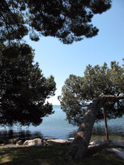 Obraz premium Bank of the lake Bolsena near Montefacione - Tuscia - Italy