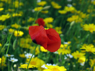 Meadow in spring with flowers - on the Strada Cassia Nord between Viterbo and Bolsano - Tuscia - Italy