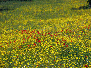Meadow in spring with flowers - on the Strada Cassia Nord between Viterbo and Bolsano - Tuscia - Italy