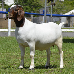 Boer female goat very awarded in Brazil. The Boer is a breed developed in South Africa