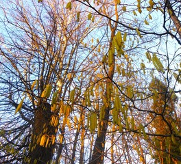 Hazel catkins with birch branches in the background in early spring.