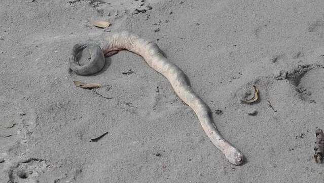 A Hydrophis schistosus or Beaked Sea Snake injured by fishermen's nets lying on the sea sand.