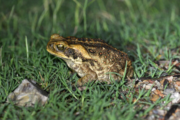 Cane toad (Rhinella marina). Un batracien aux moeurs nocturnes vu de profil.