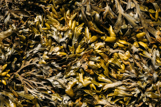 Rockweed Seaweed Coastal Nature Texture