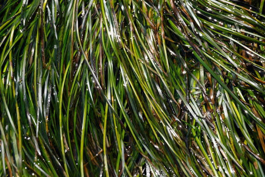 Green Seaweed Nature Texture 