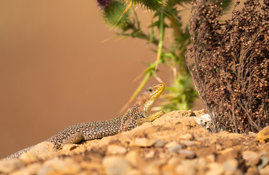 Ocellated Lizard (Timon Lepidus) 