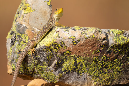 Ocellated Lizard On A Stone To Sunbathe 