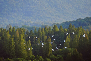 forest in the mountains/Birds Soaring Over Tranquil Forest