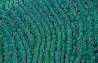 Aerial View of Vibrant Green Tea Plantation