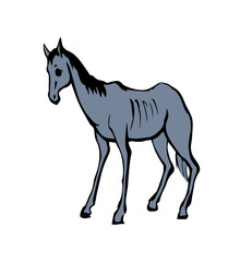 Obraz na płótnie Canvas Starving skinny horse. Vector drawing