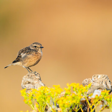 Cute Female European Stonechat Looking At The Camera  