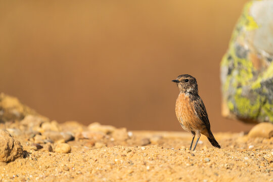 Female European Stonechat On Her Natural Habitat  