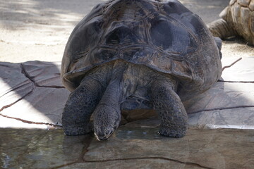 Eine riesige Galapagos Landschildkröte trinkt Wasser am Wasserloch 
