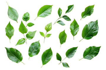 Green Tree Leaves Collection Isolated On Transparent Background