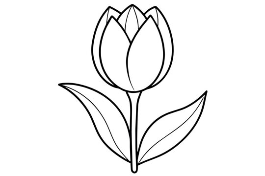 Tulip Vector Art Illustration 