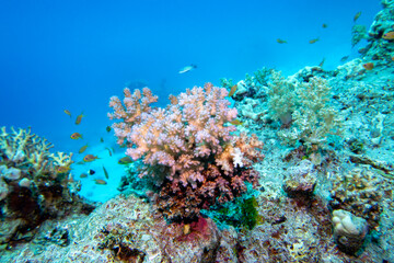 Fototapeta na wymiar Colorful, picturesque coral reef at the bottom of tropical sea, Cauliflower Coral, underwater landscape